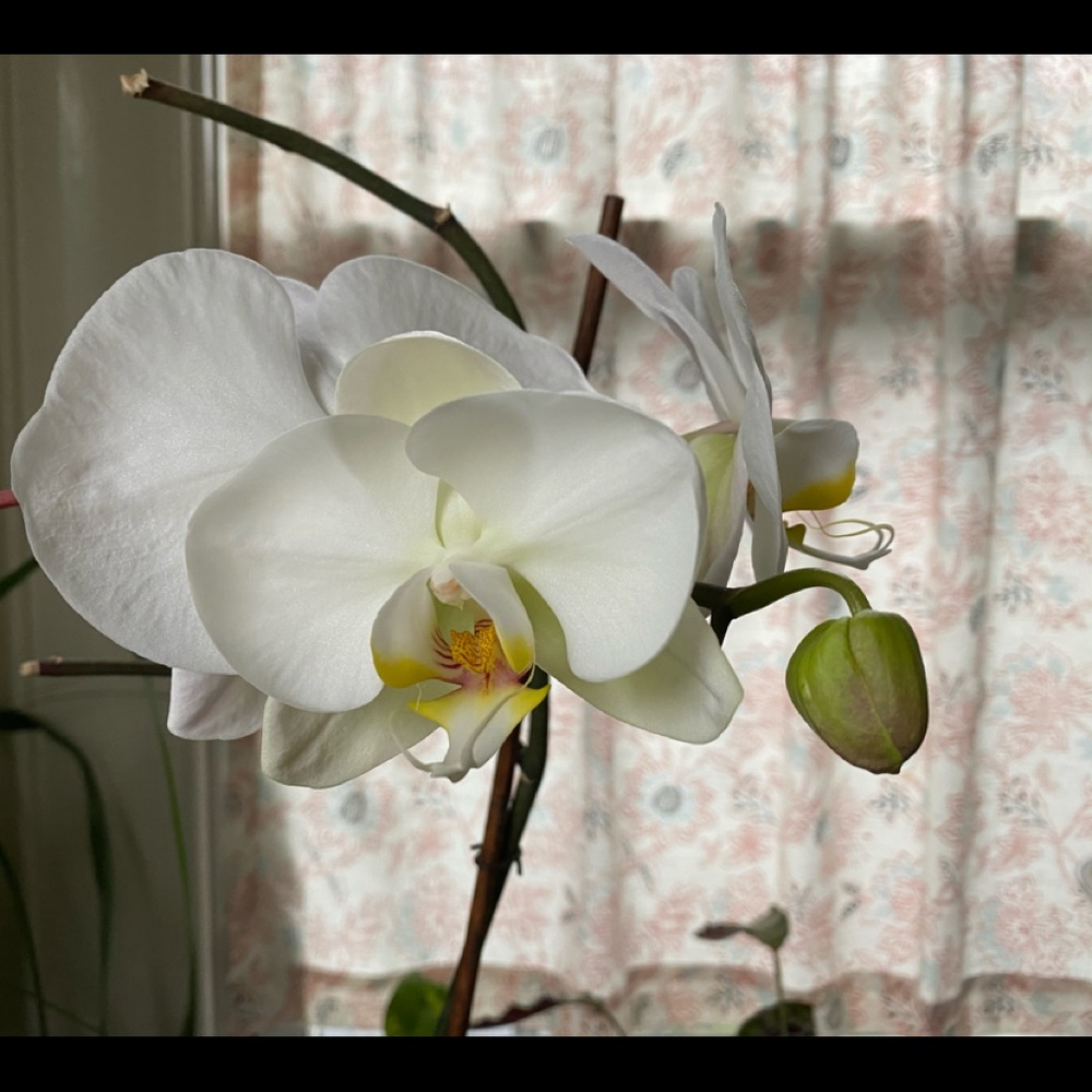 Meet your Posher, Ellen